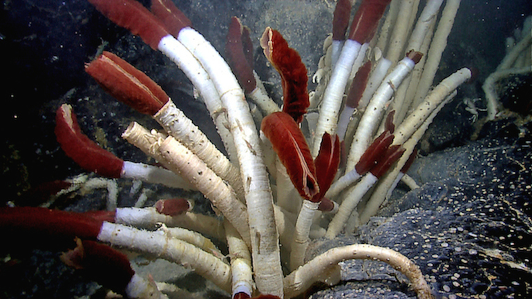 Riftia tubeworms Galapagos_2011 3